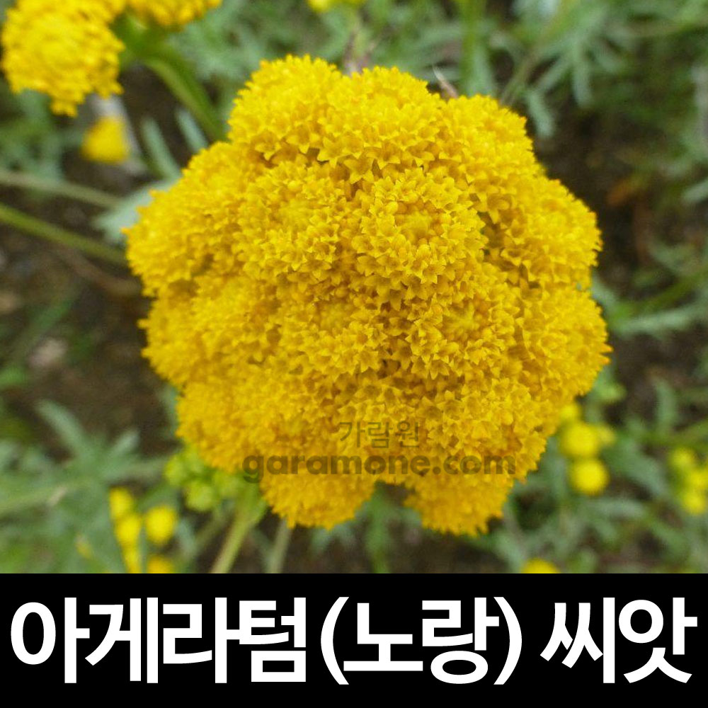 yellow ageratum seed (50 seeds)