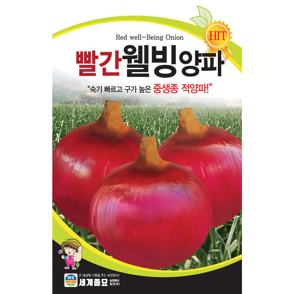 red onion seed  ( 800 seeds )