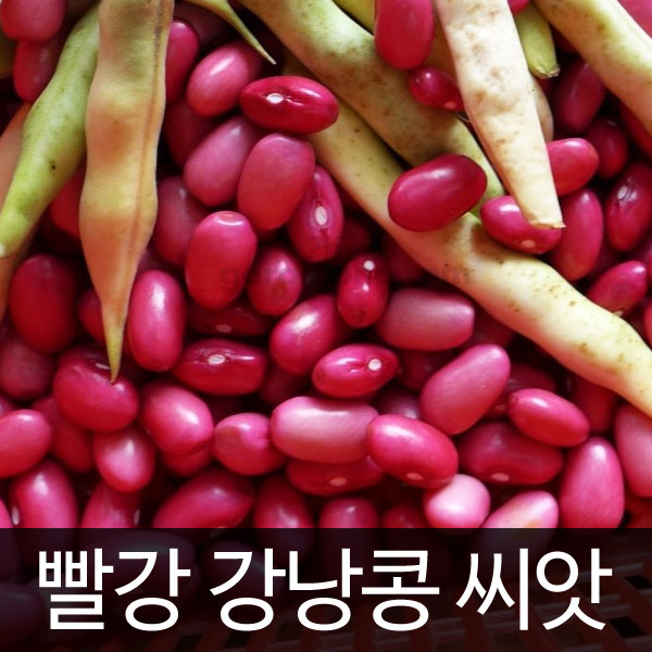 red kidney bean (60 seeds)