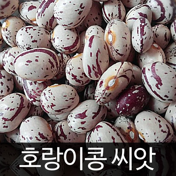 borlotti bean seed (30g)
