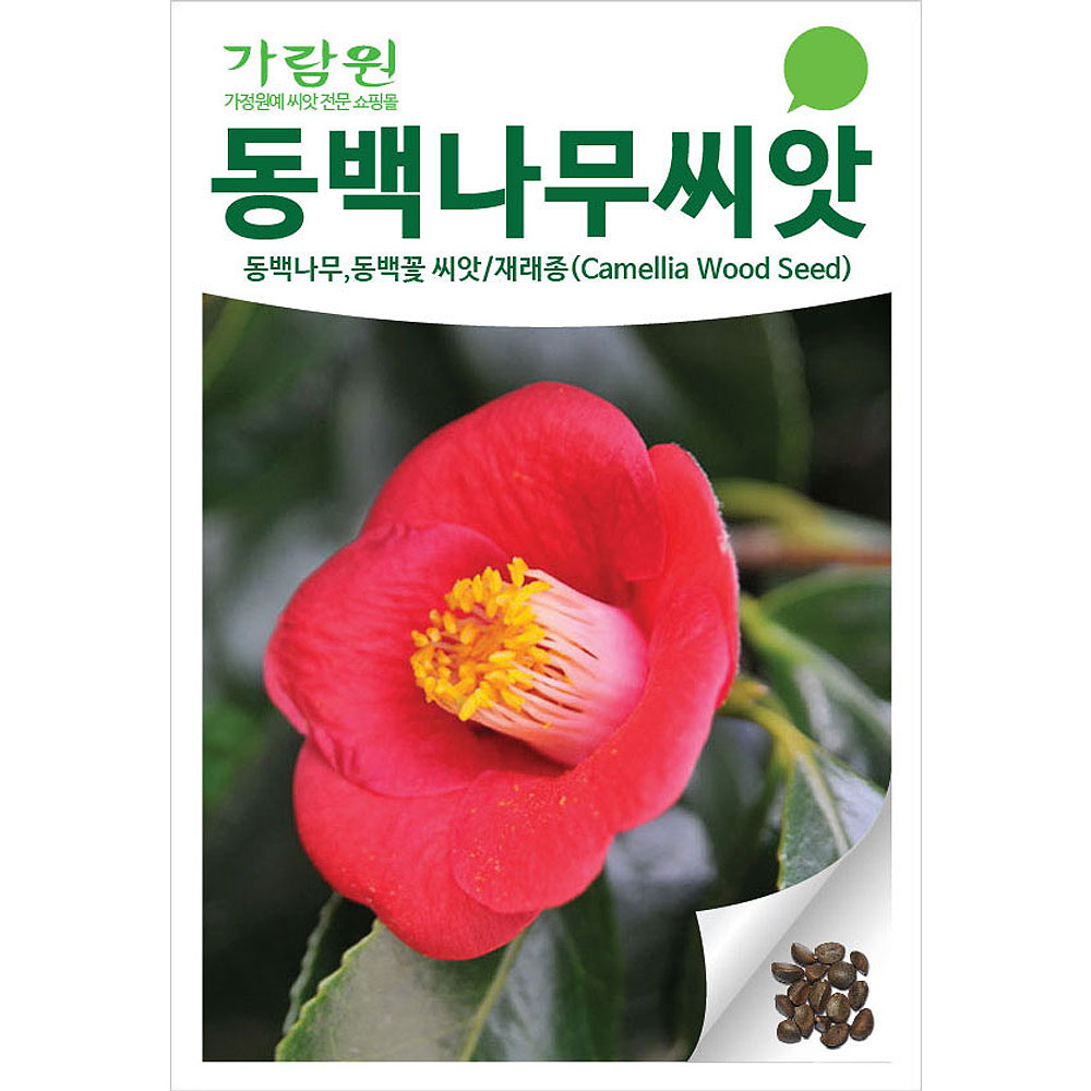 korean camellia tree seed (20 seeds)