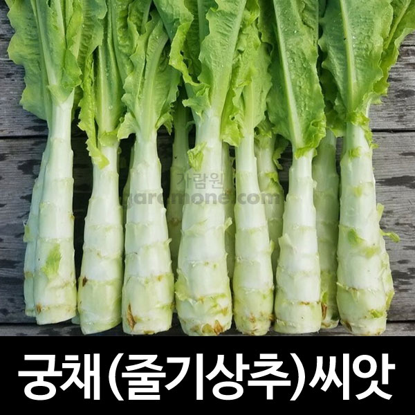 green celtuce seed ( 1000 seeds )