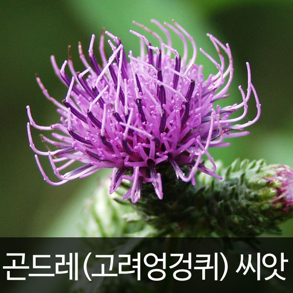 korean thistle seeds (1g)