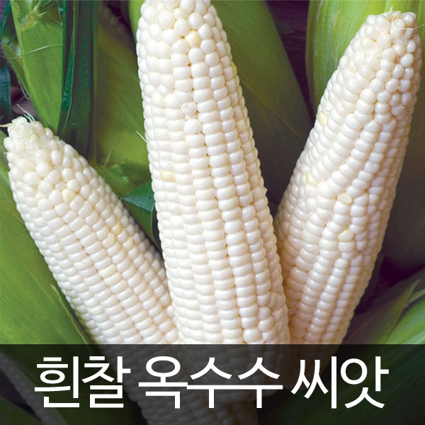 white corn seed (70 seeds)