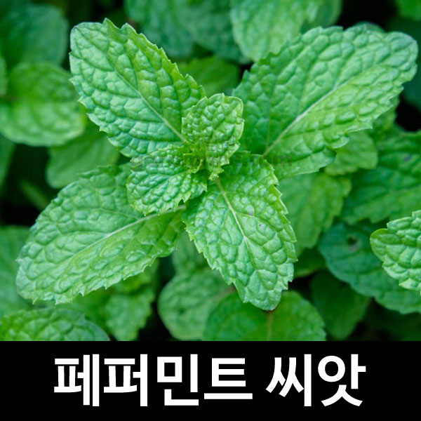 peppermint seed (200 seeds)