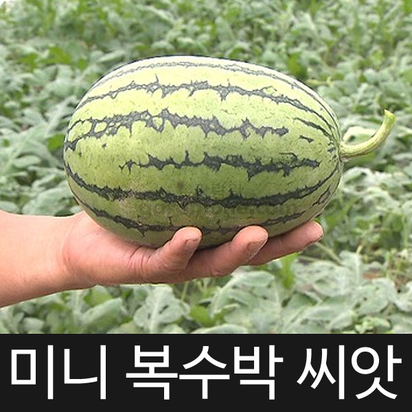 mini watermelon seed (10 seeds)
