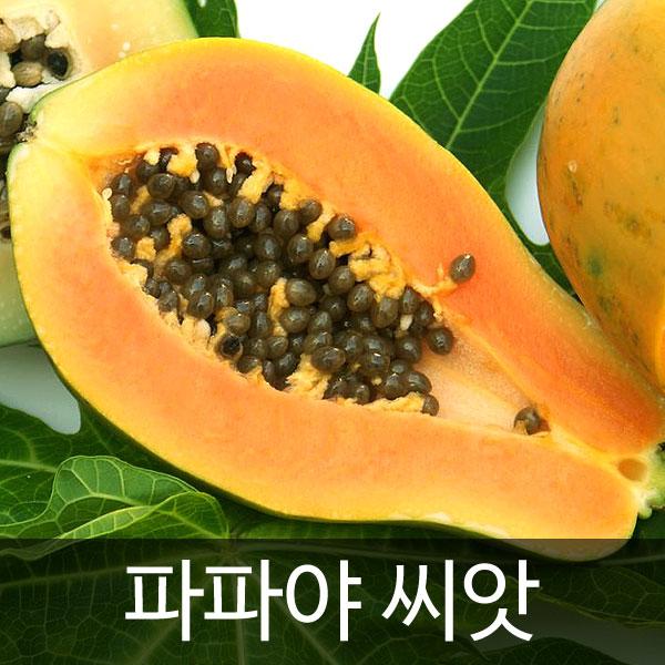 papaya seed (10 seeds)