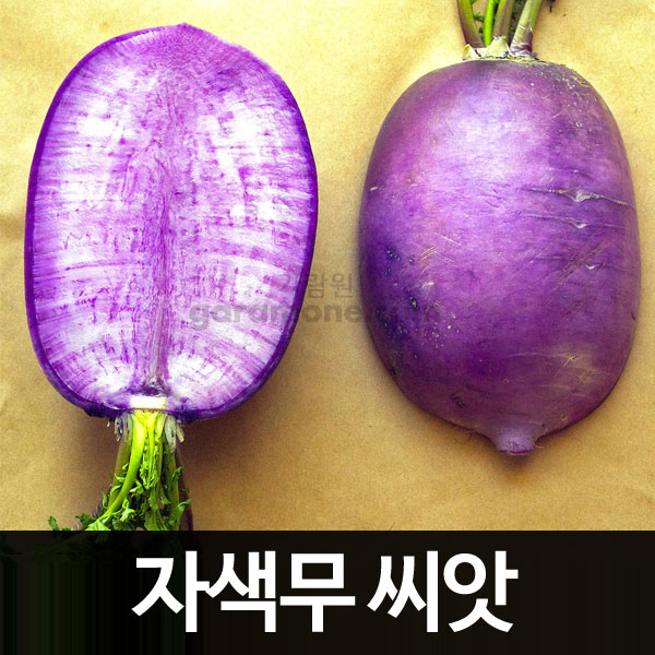 purple radish seed  ( 300 seeds )