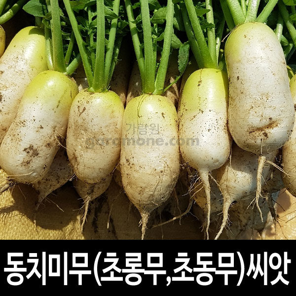 dongchimi radish seed (20g seeds)