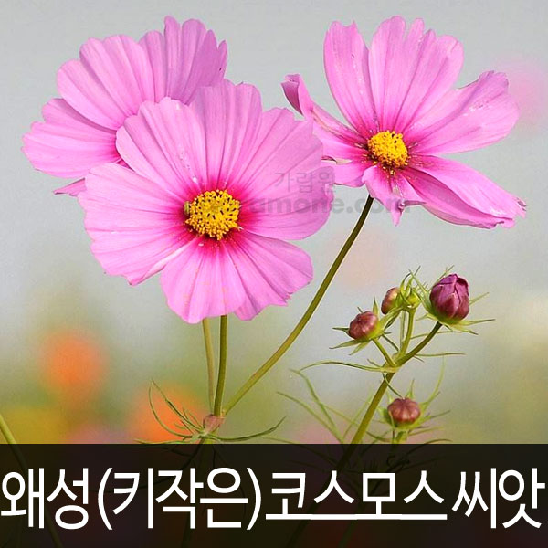mini cosmos seed short cosmos seed (200 seeds)