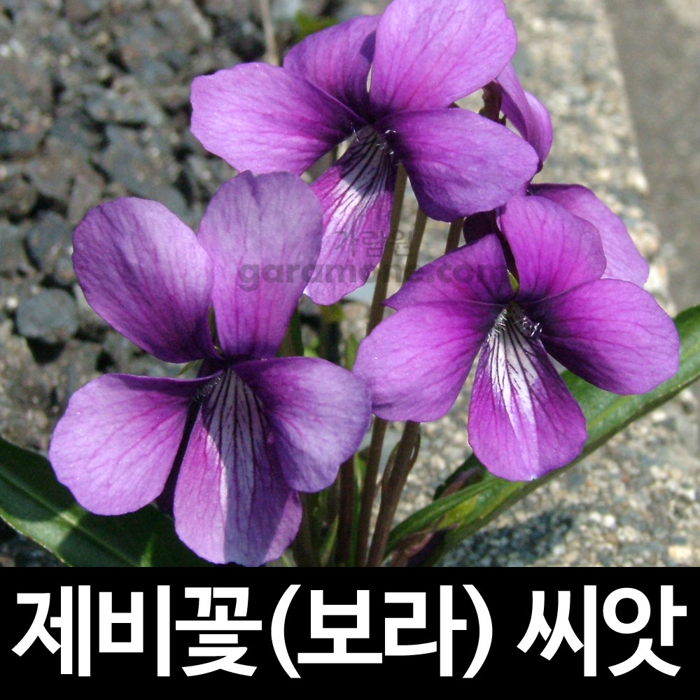 viola purple seed (400 seeds)