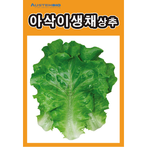 lettuce seed ( 3000 seeds )