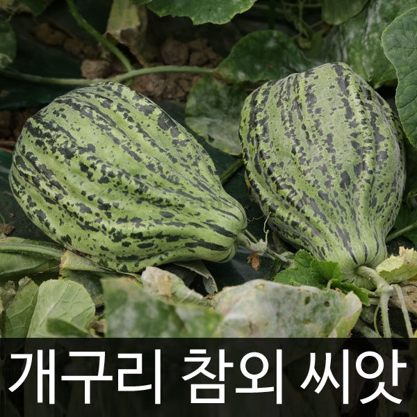 Frog oriental melon seed ( 50 seeds )