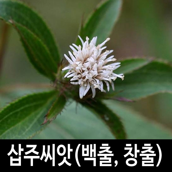 atractylodes japonica ( 100 seeds )