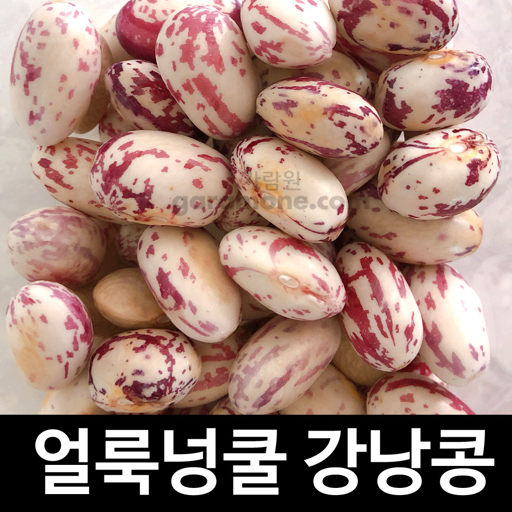 bean seeds ( 30g )