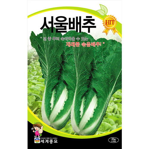 korean cabbage seed  ( 2000 seeds )