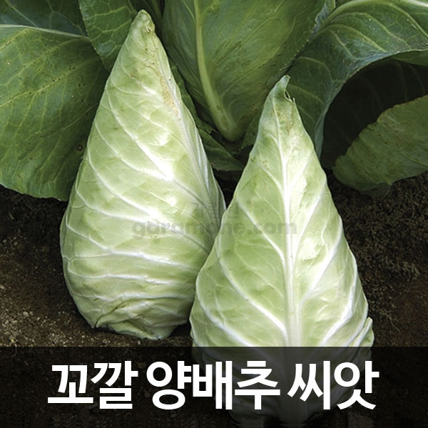 caraflex cabbage seed ( 100 seeds )