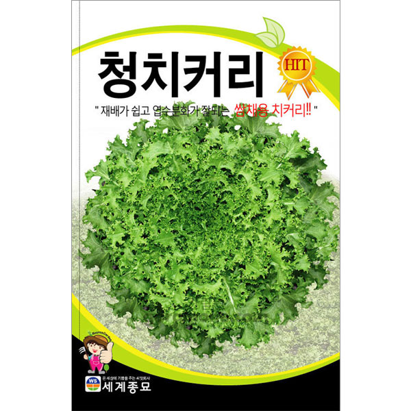 green chicory seed  ( 2000 seeds )
