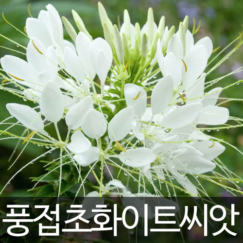 white Cleome seed / spider flower seed (50 seeds)