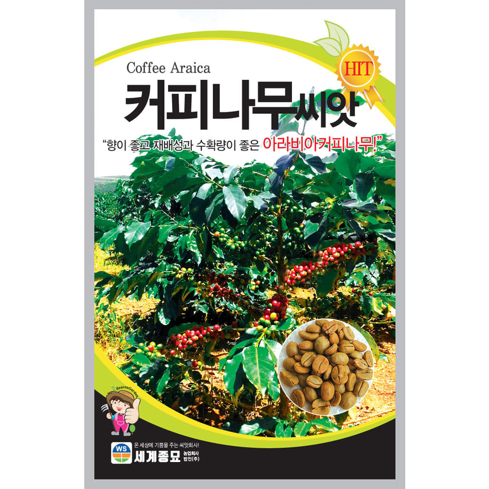 coffee tree seed (10 seeds)