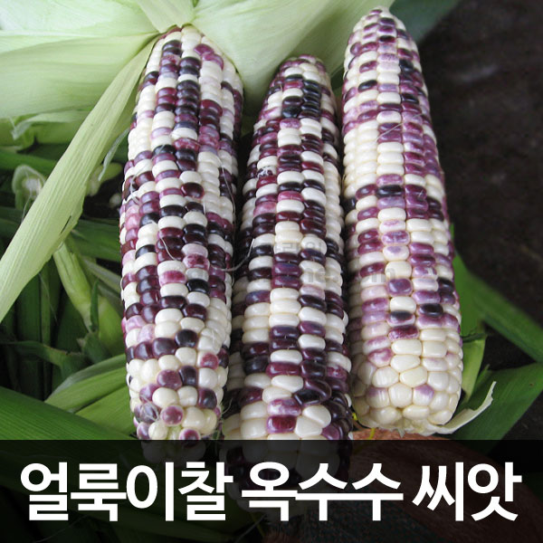 korean mix corn seed (70 seeds)
