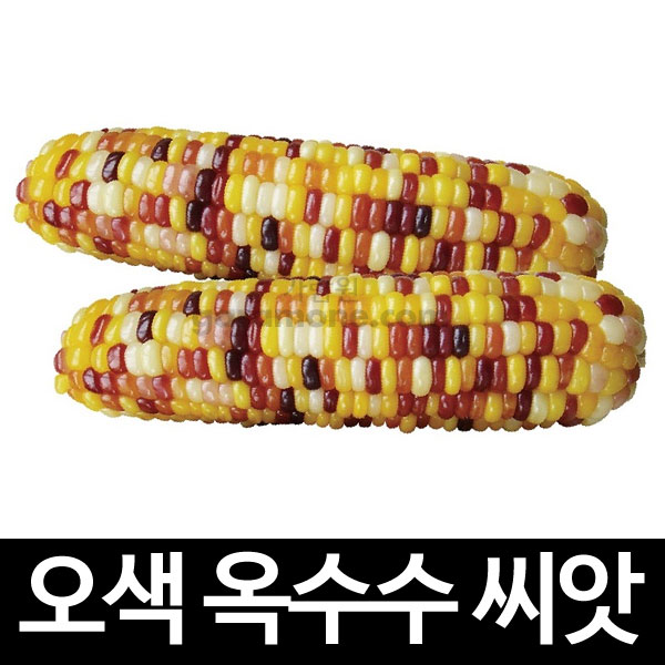 five color corn seed (100 seeds)
