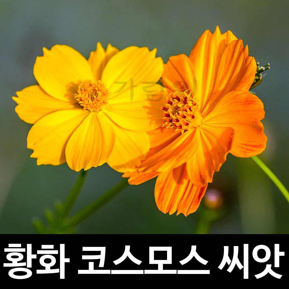 yellow cosmos flower seed (200 seeds)