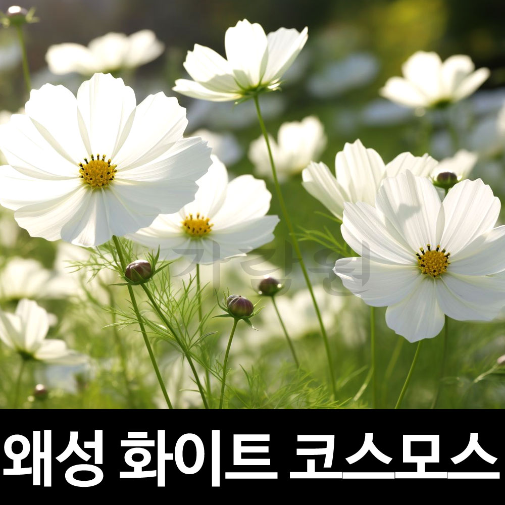 white cosmos seed ( 200 seeds )