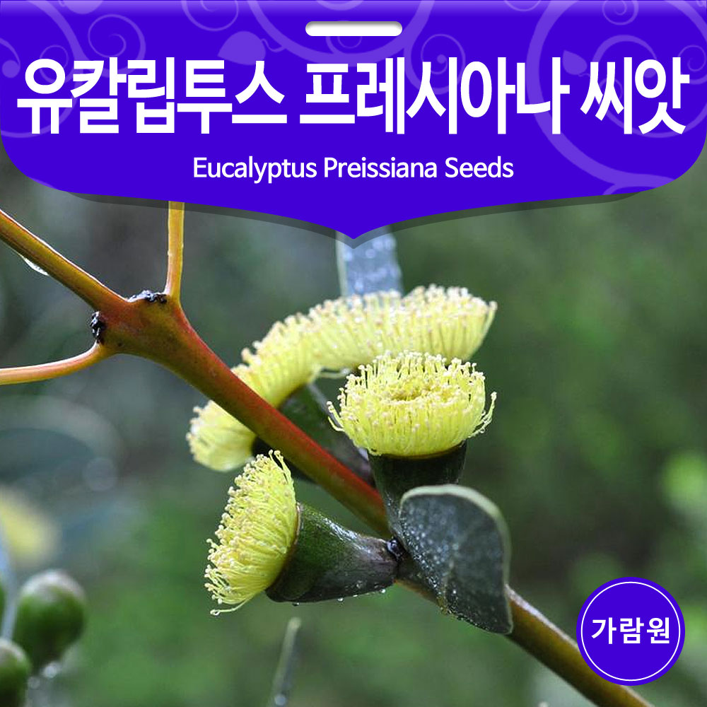 eucalyptus preissiana seed ( 10 seeds )