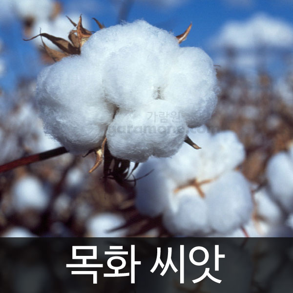 cotton plant seed (20 seeds)