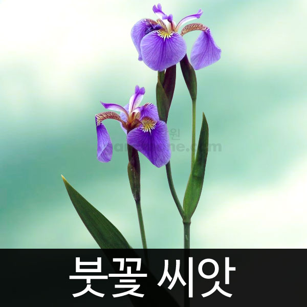 iris seed (200 seeds)