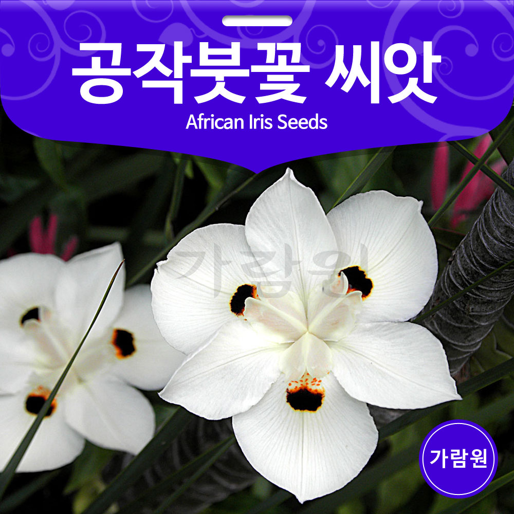 dietes bicolor seed african iris seed ( 20 seeds )