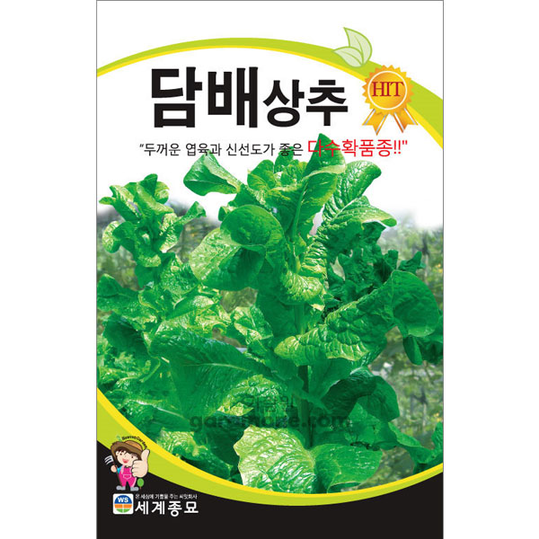 korean lettuce seed  ( 3000 seeds )