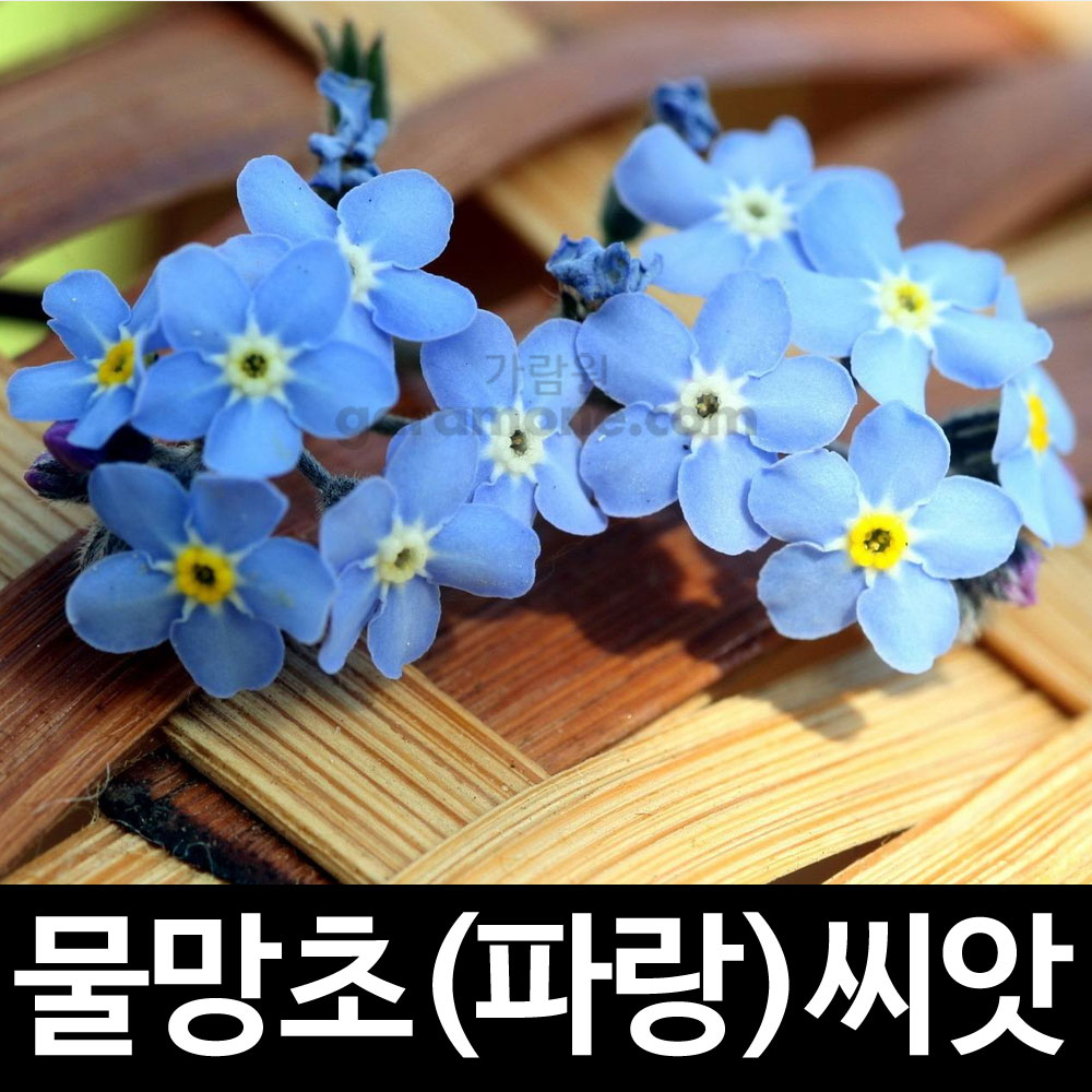 forget me not seed (100 seeds)
