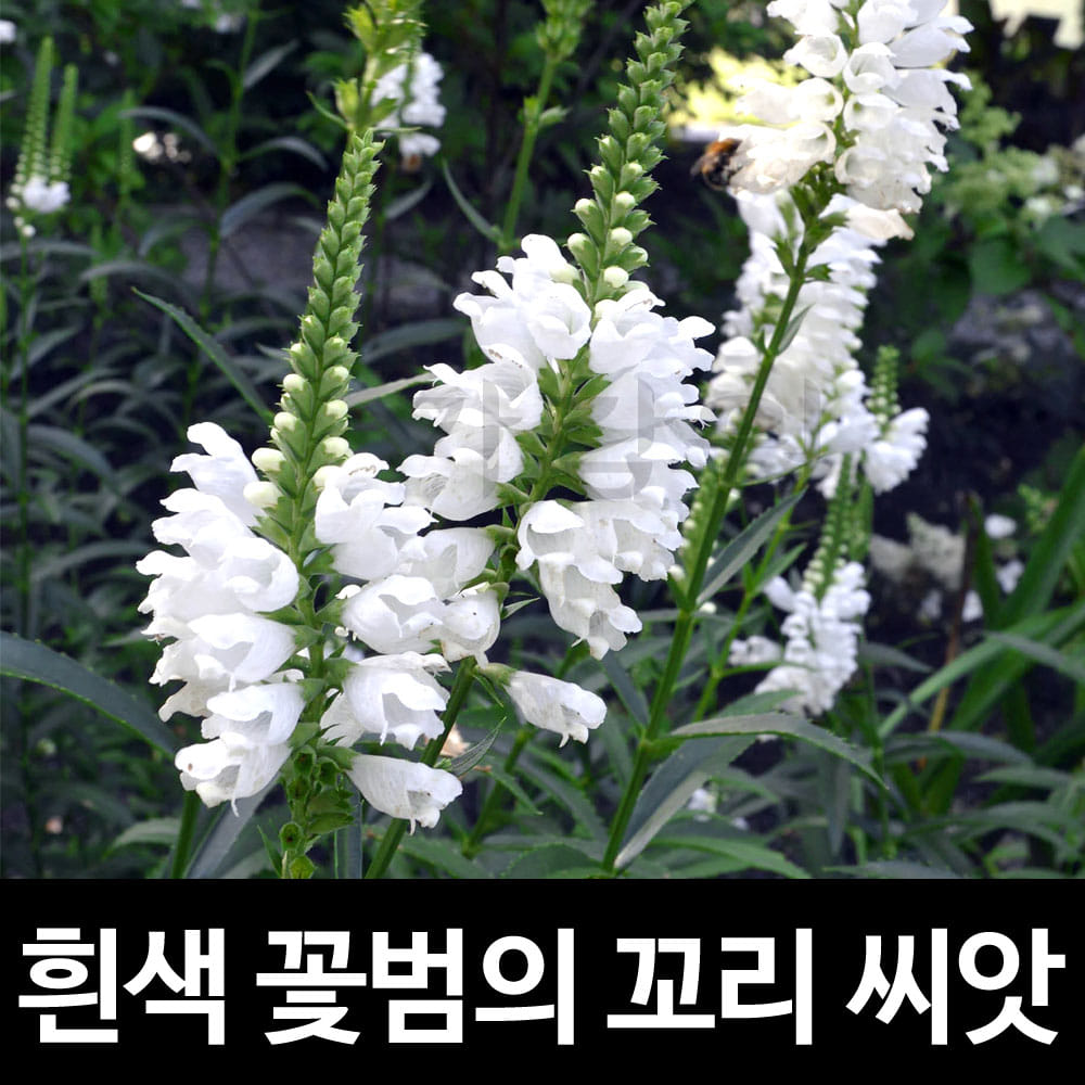 white obedient plant seed ( 100 seeds )