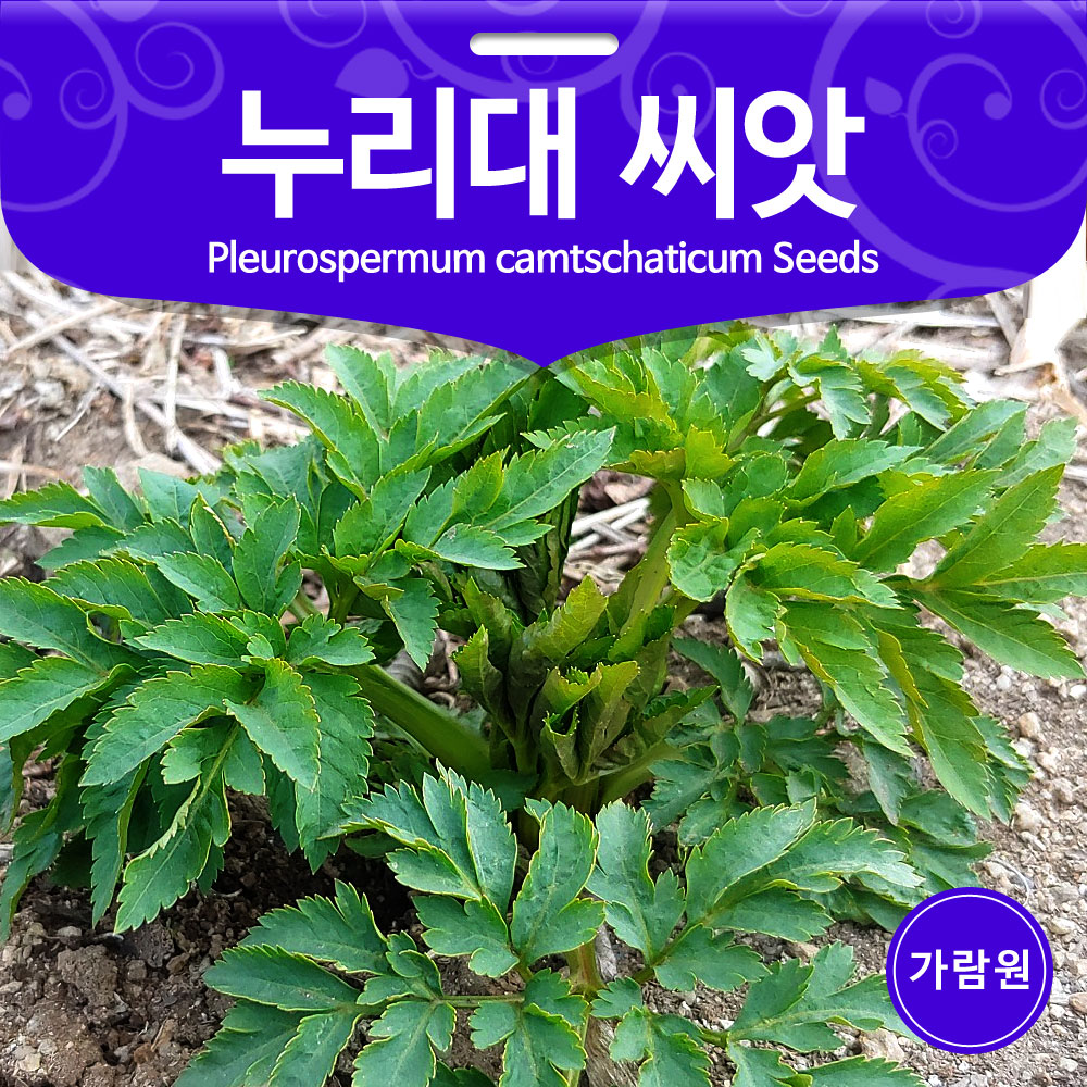 pleurospermum camtschaticum seed ( 20 seeds )