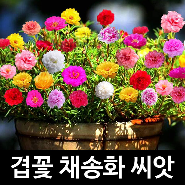 Double mix portulaca seed (1000 seeds)