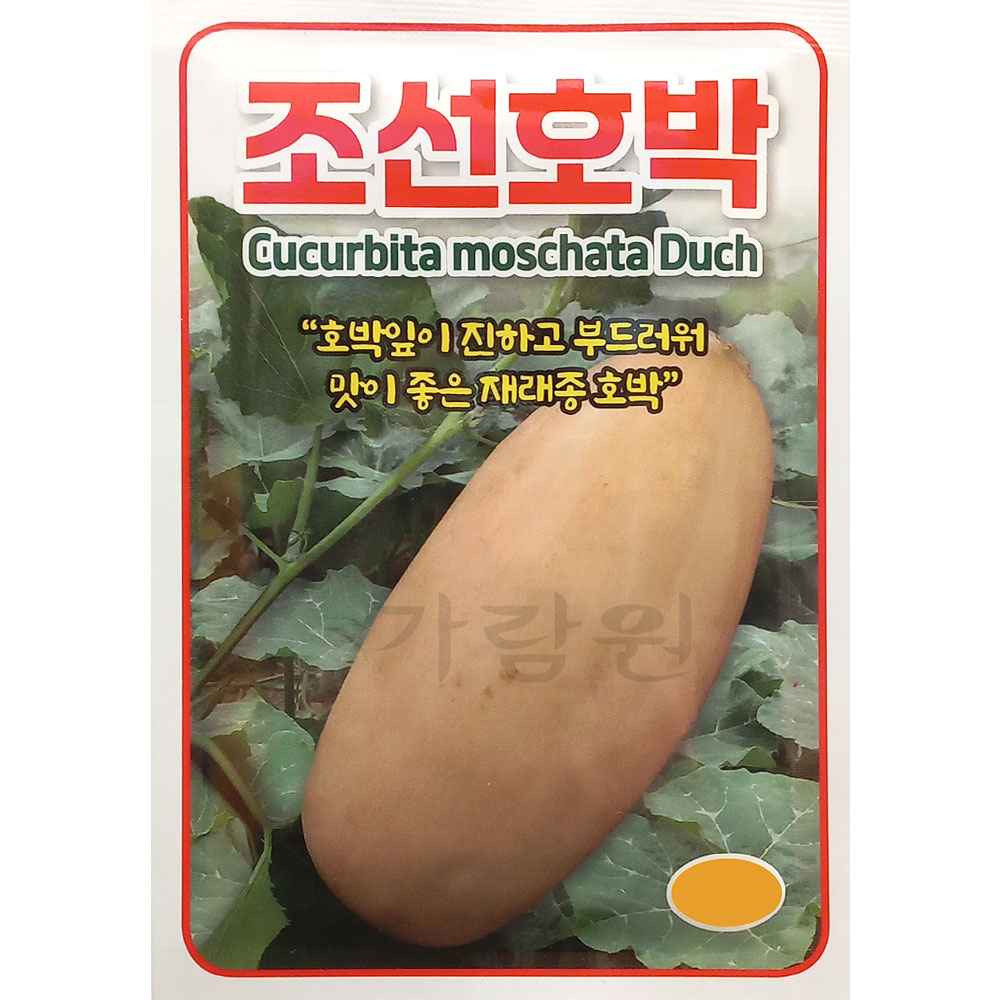 korea pumpkin seed (30 seeds)