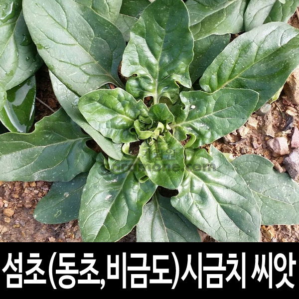 seomcho spinach seed 20g