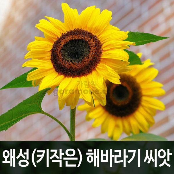 short sunflower seed (30 seeds)