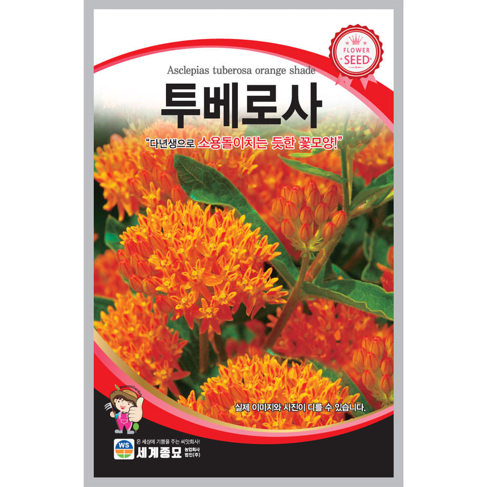 butterfly weed seed asclepias tuberosa seed ( 50 seeds )
