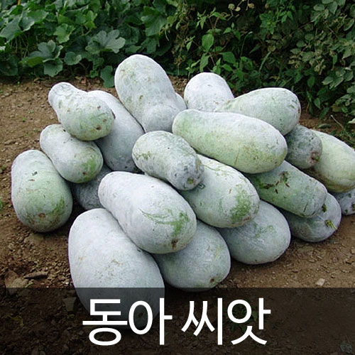 wax gourd / white gourd seed (20 seeds)