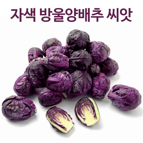 purple brussel sprouts seed  ( 50 seeds  )
