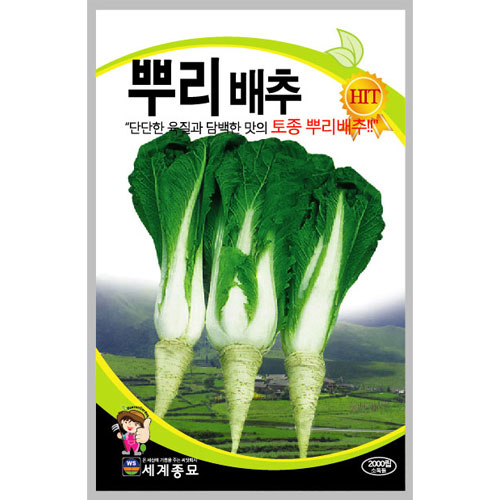 korean cabbage seed  ( 2000 seeds )