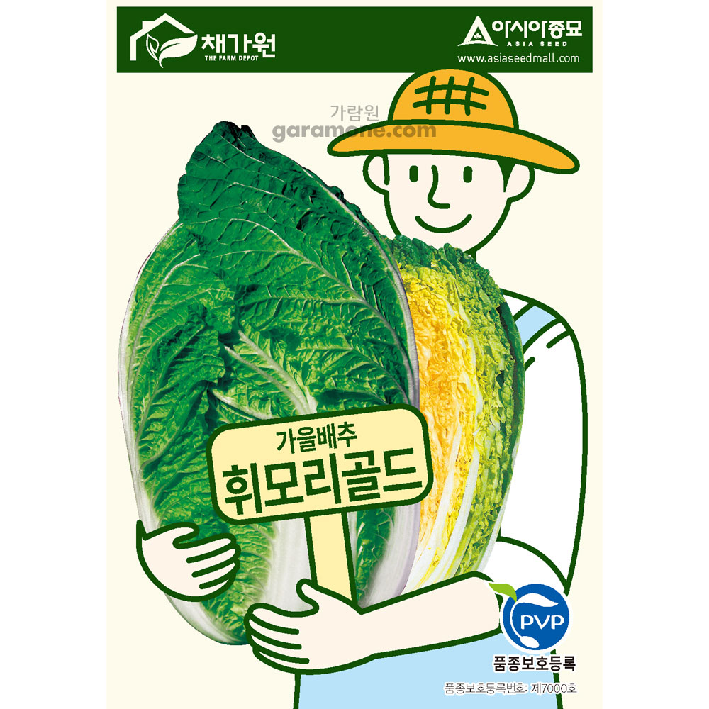 gold cabbage seed ( 100 seeds )