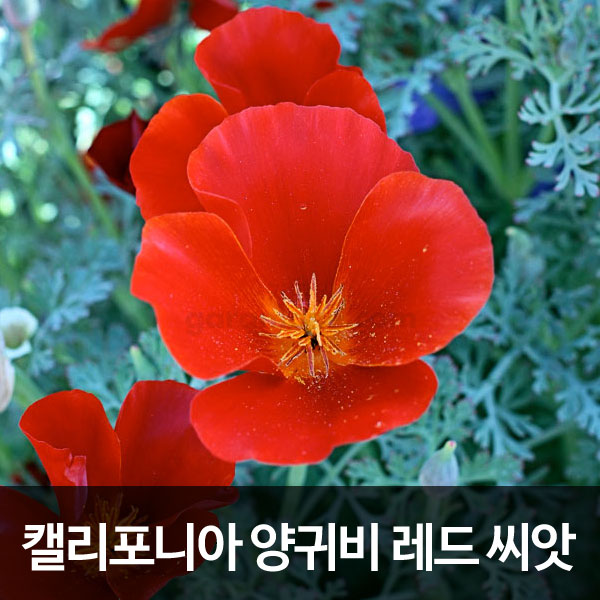 california poppy red seed (100 seeds )