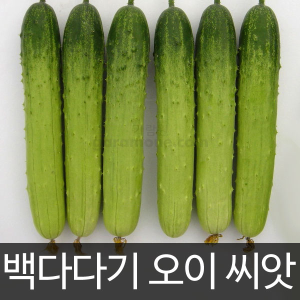 cucumber seed ( 50 seeds )