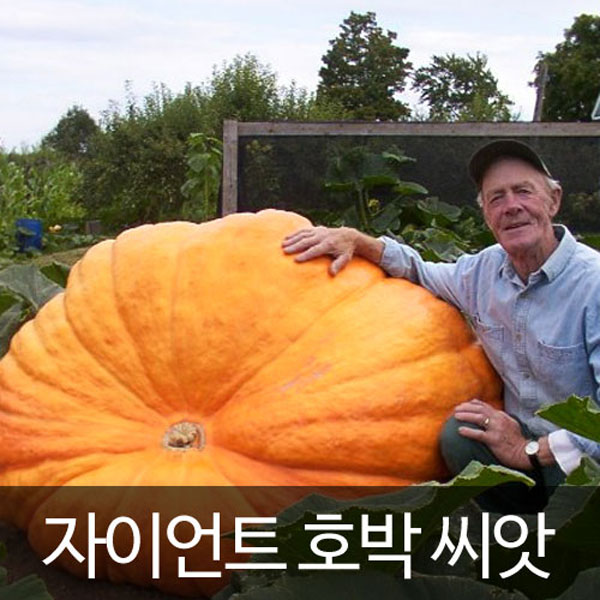 giant pumpkin seed (5 seeds)