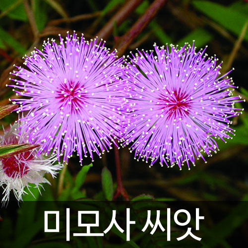 mimosa pudica / sensitive plant seed (30 seeds)