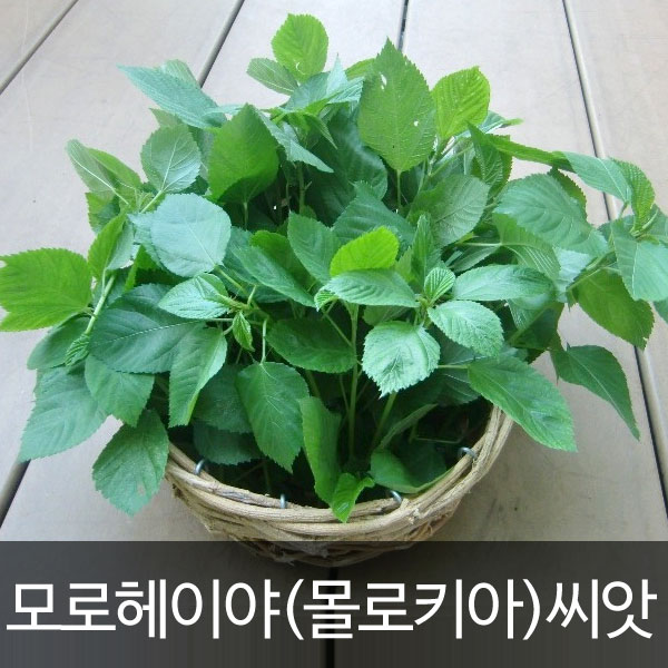 egyptian Spinach / molokhia / moroheiya seed (40 seeds)